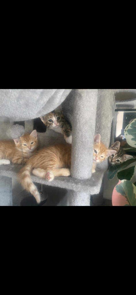 Kittens absolutely beautiful 