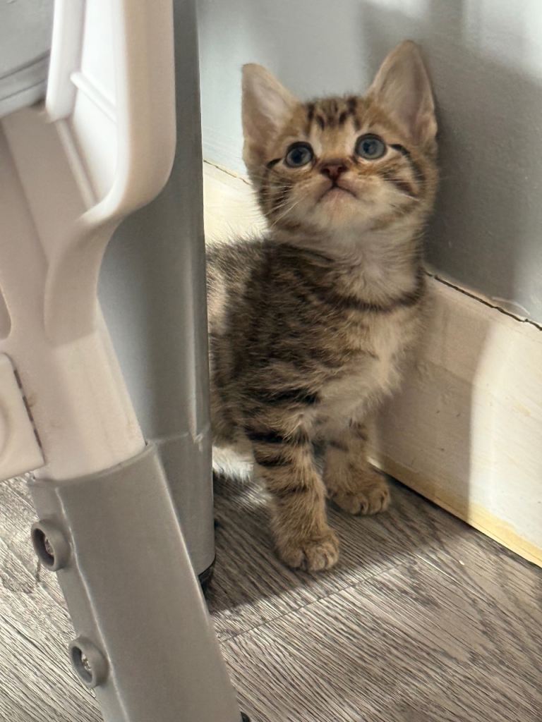 Brown tabby girl kitten. Last one left! 🤍 READY NOW