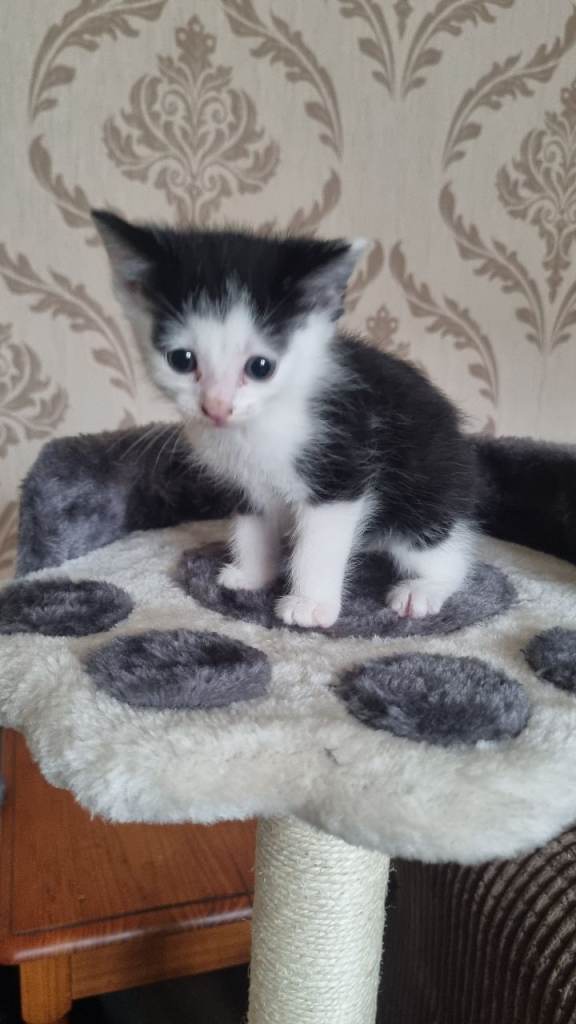 Kittens 
