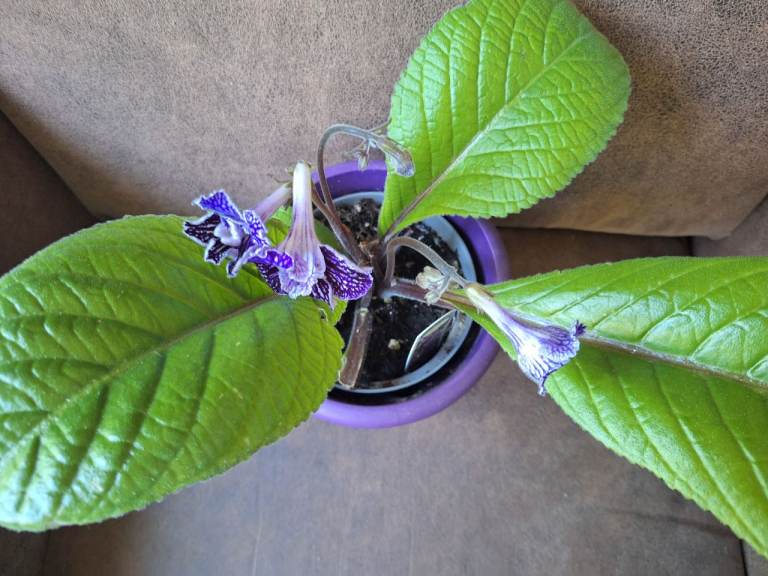 Houseplant Streptocarpus, Cape Primrose, Sirius Blue, Full Double 