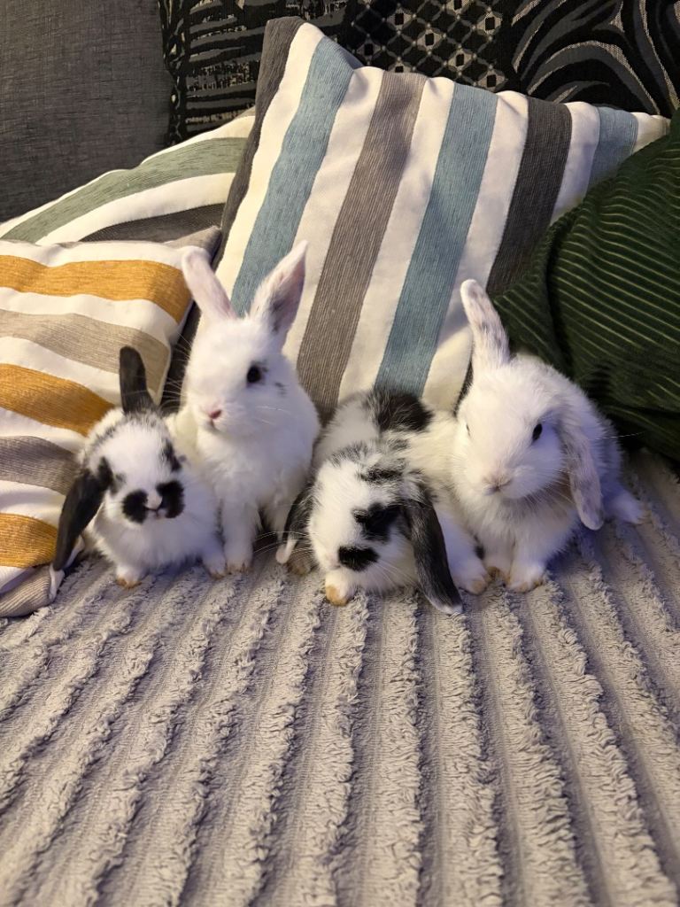 4x MINI LION LOP BUNNIES LEFT