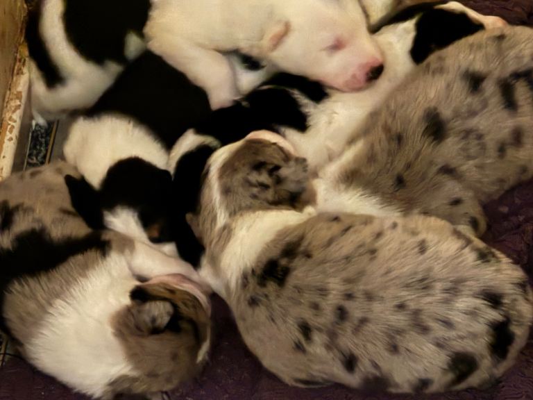Border collie pups 