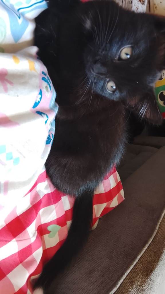 Black kitten 