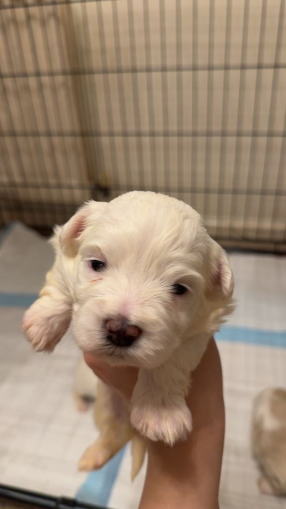 Beautiful Maltese Puppies Looking for Loving Homes