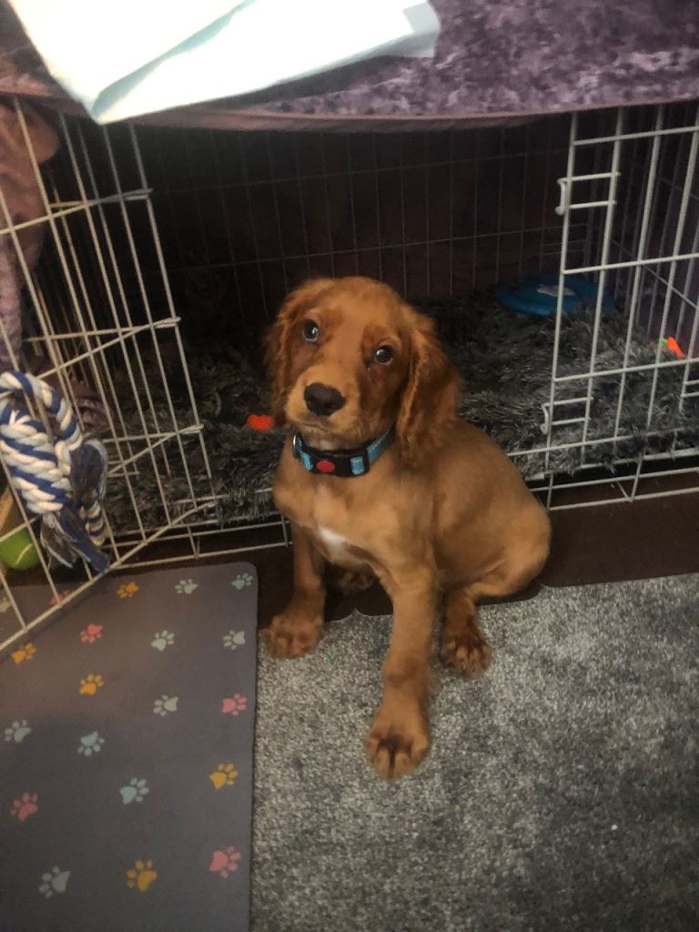 English cocker spaniel 