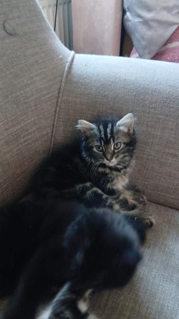 Kittens for sale