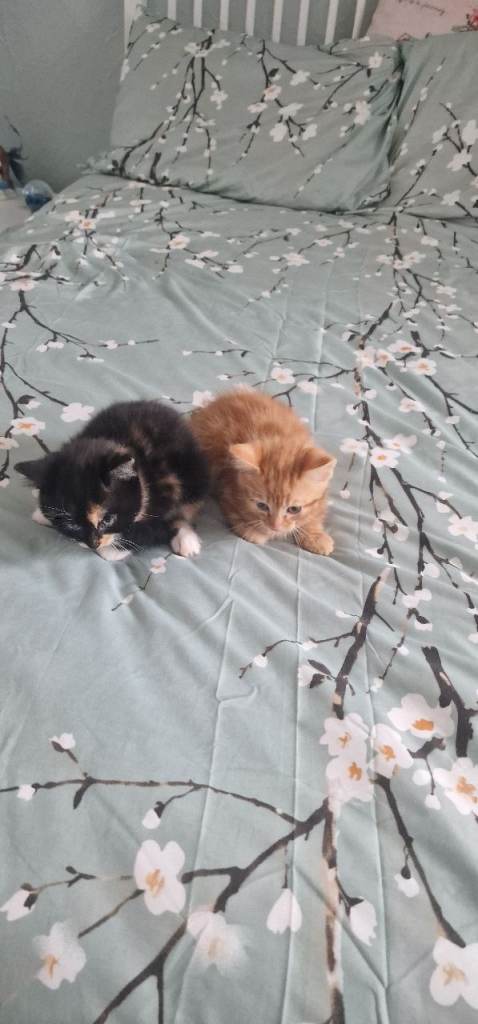 A two very sweet kittens for sell