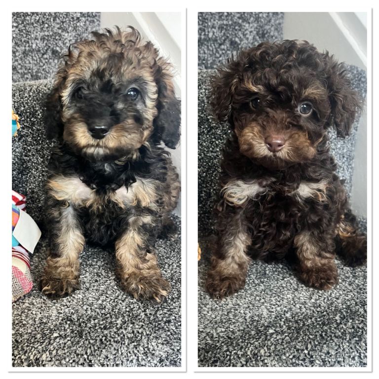 Super tiny toy poodles pra clear last girl ready now