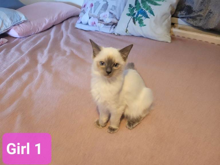 Beautiful Ragdoll kittens 
