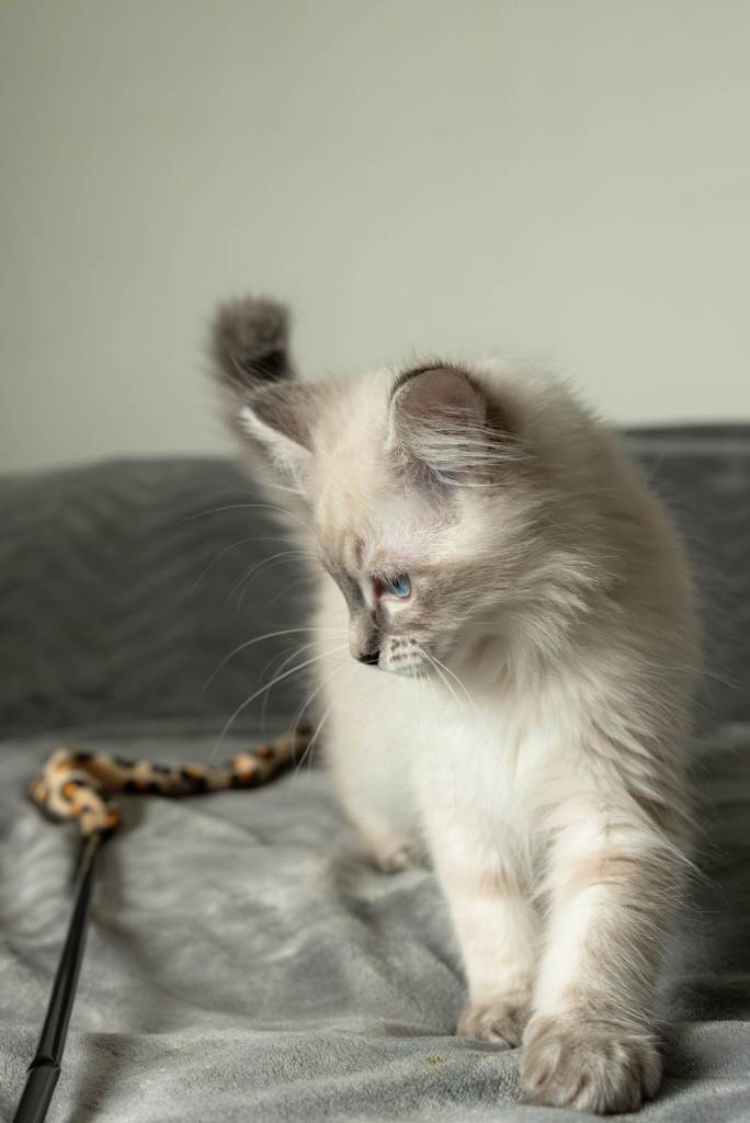 Pure Pedigree Ragdoll Kitten – Female – Blue Tabby Point – GCCF Registered