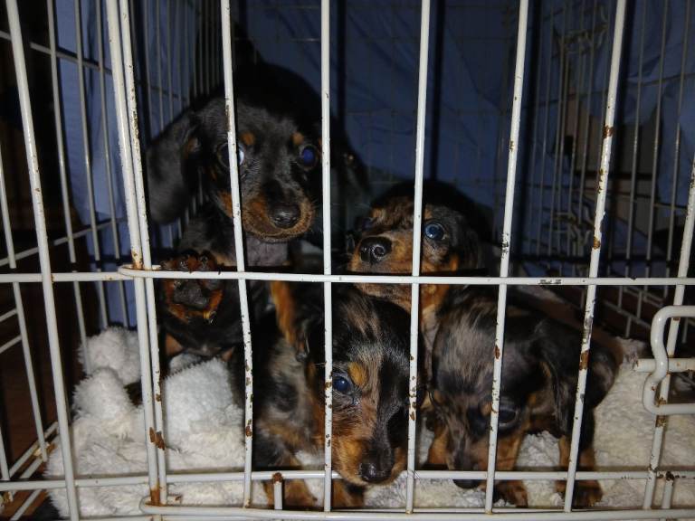Dachsund puppys 