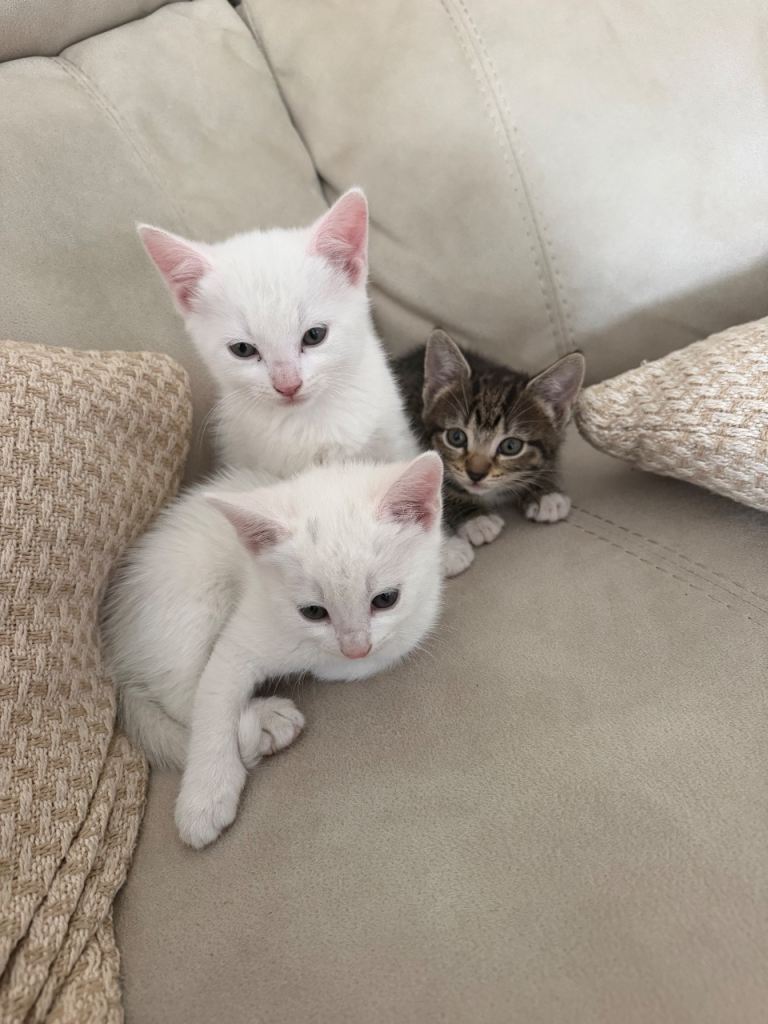 Turkish Van kittens