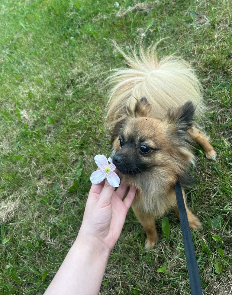 Chihuahua x Pomeranian 