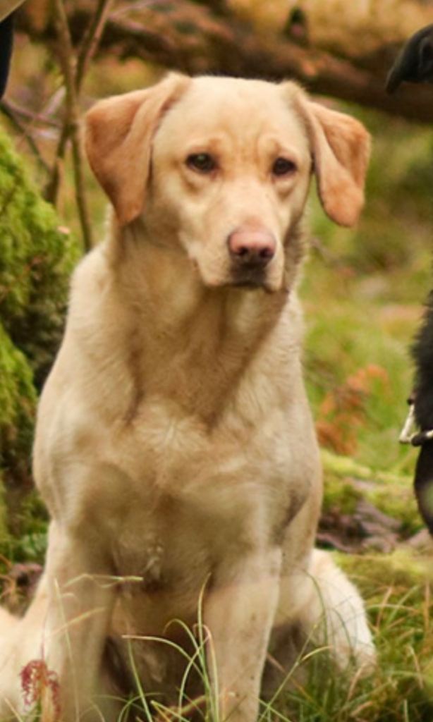 4 Yellow Labrador Boy Puppies