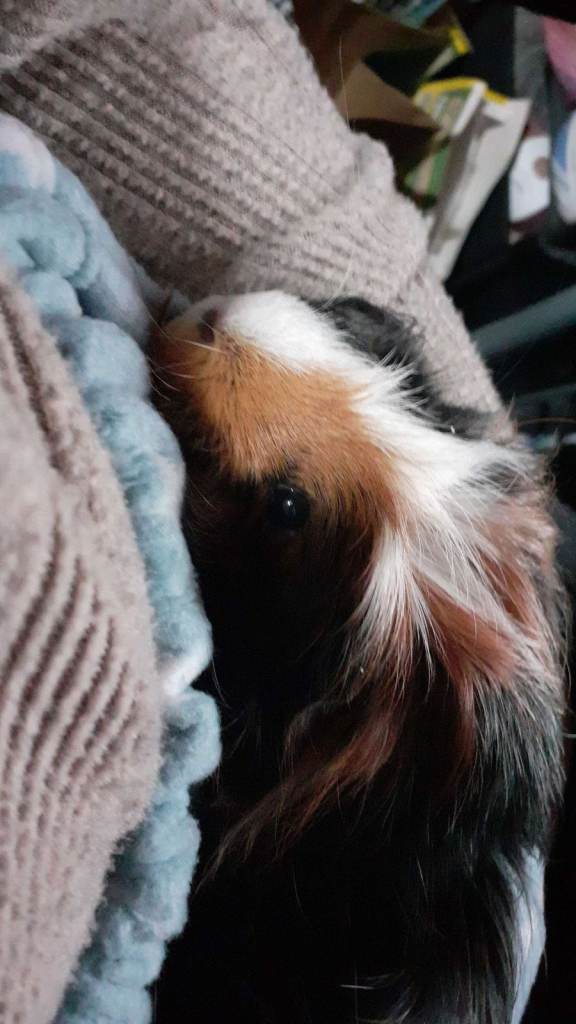 2 male  Guinea Pigs 
