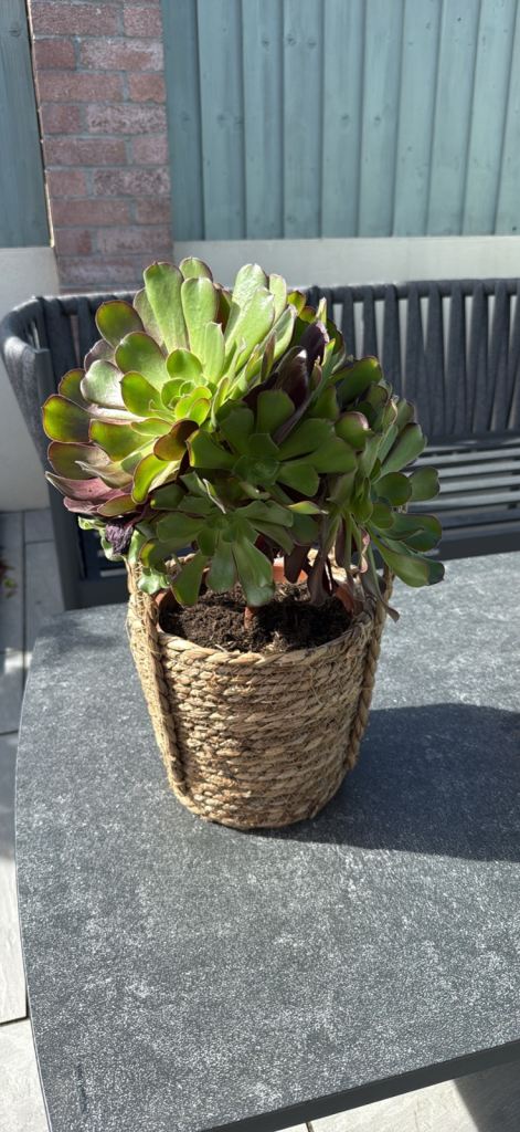 Aeonium succulent garden plants