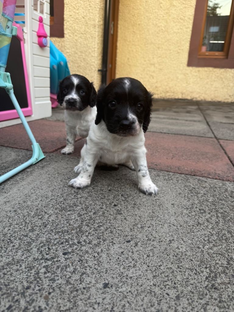 KC Springer Spaniels 