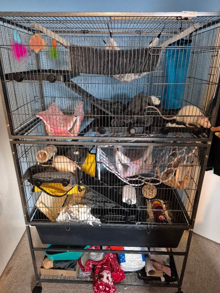 Two male rats with large cage and lots of accessories 