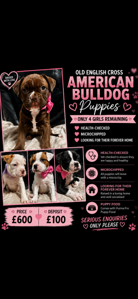 A* bulldog puppies 🐾