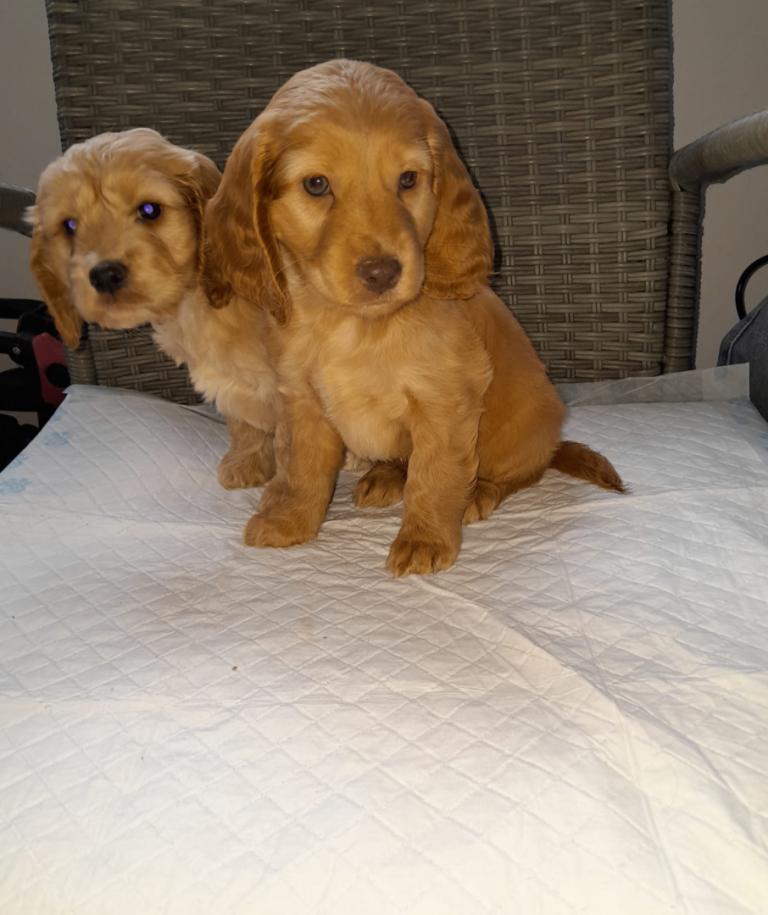 F2 cockerpoo puppys ready now . 2 girls 2 boys only 3 left now