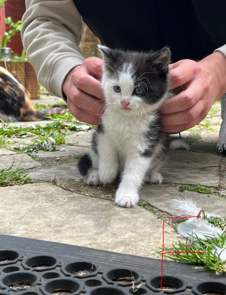 Pair of Kittens for Sale