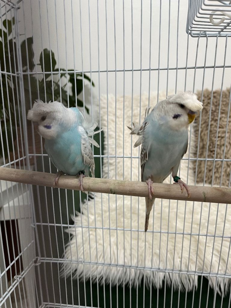 Baby Budgie and pair 