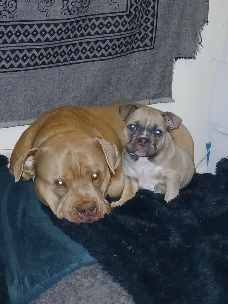 Female Pocket Bully puppy ready now 