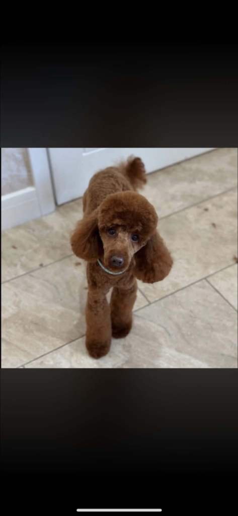 Cockapoo puppies 🩵🩷