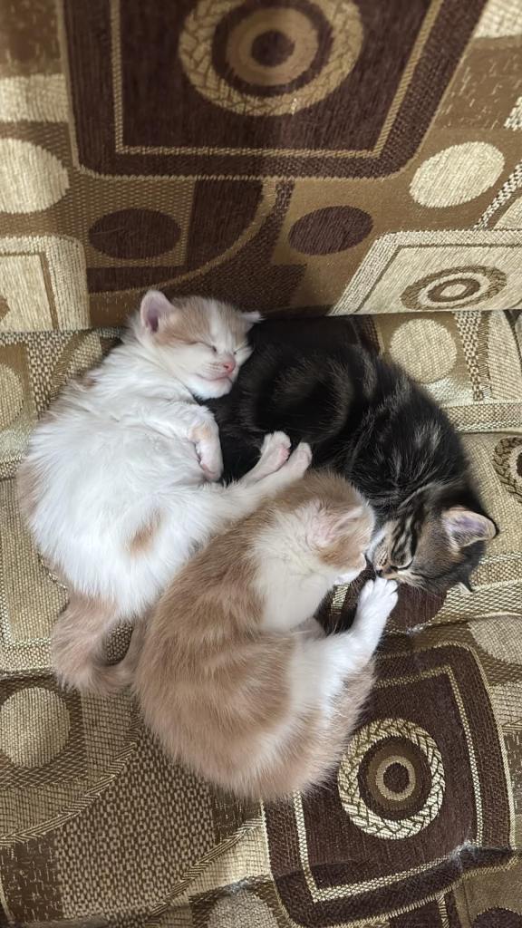 3 kittens
