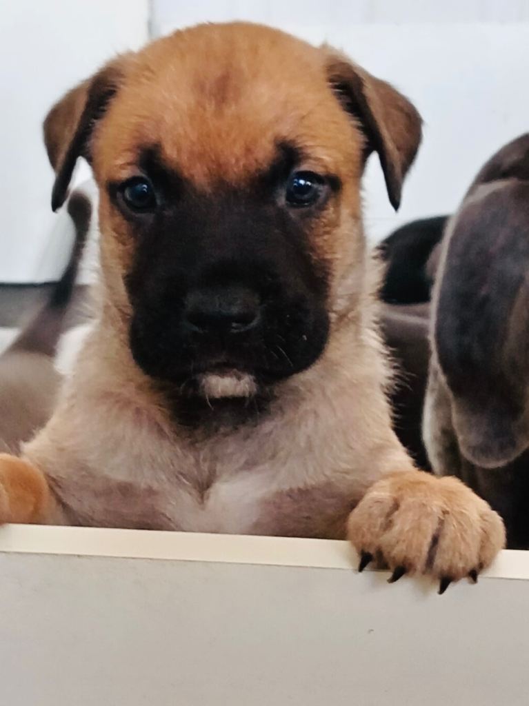 Cane Corso × Belgian Malinois 9 weeks old, ready to leave now, only 3 left  