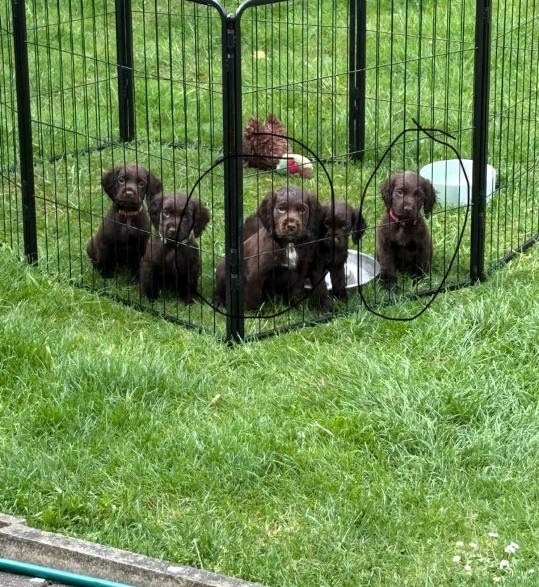 Cocker spaniel pups for sale