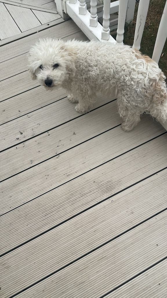 Cavapoo