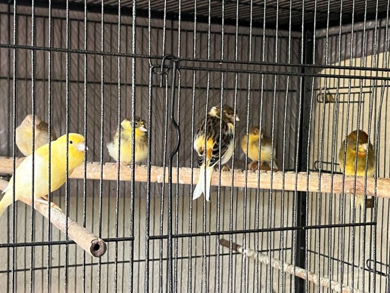 Canaries 
