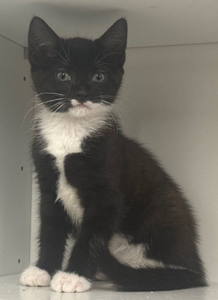9-Week-Old Tuxedo Kittens – Collect Today