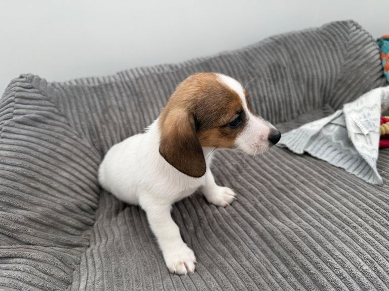 Jack Russel puppy 9 weeks old 