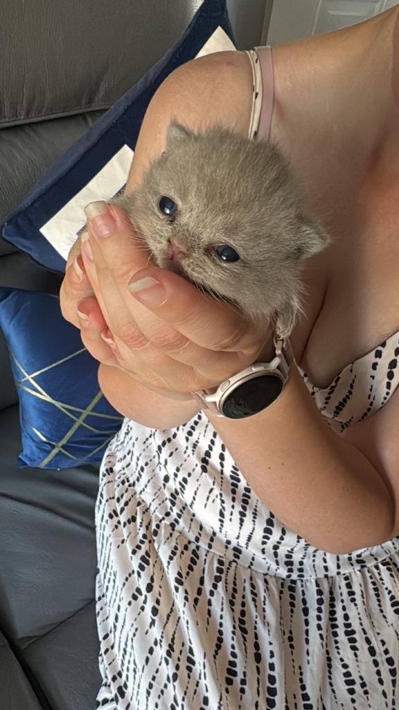 Lilac Male and Female British shorthair