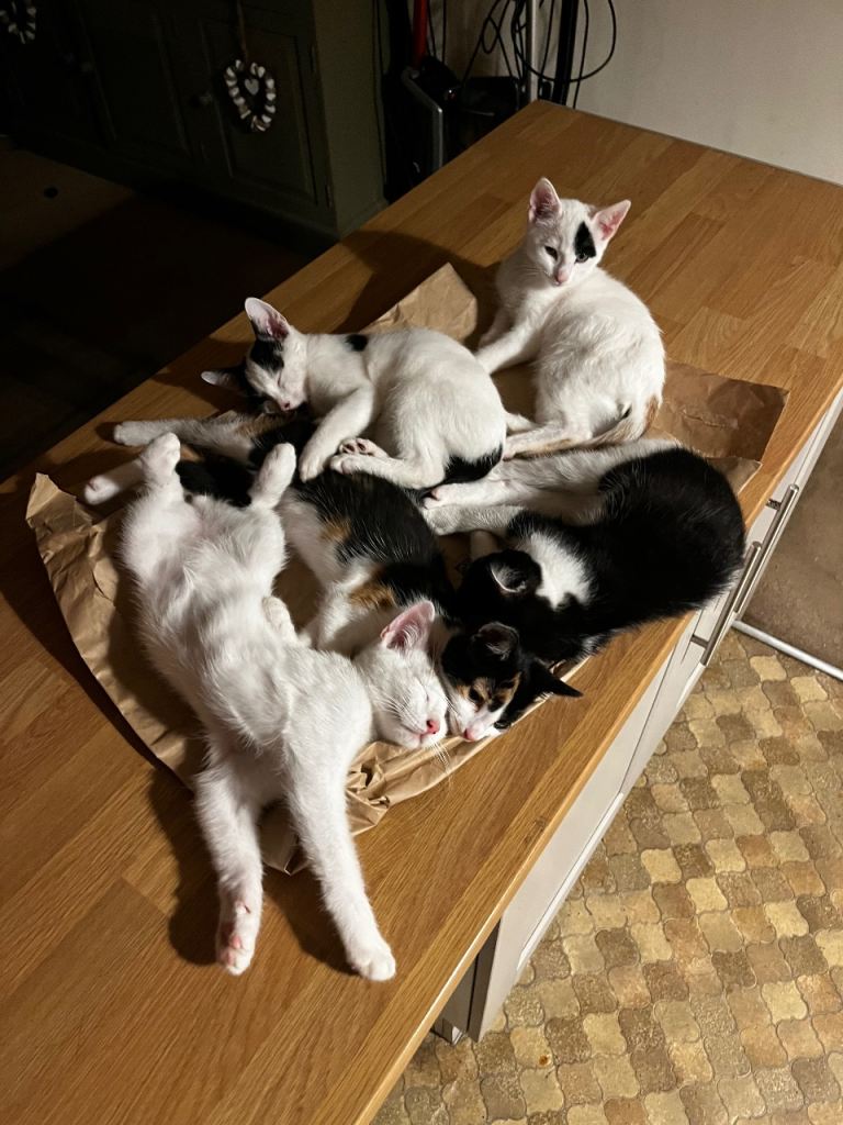 6 kittens for sale