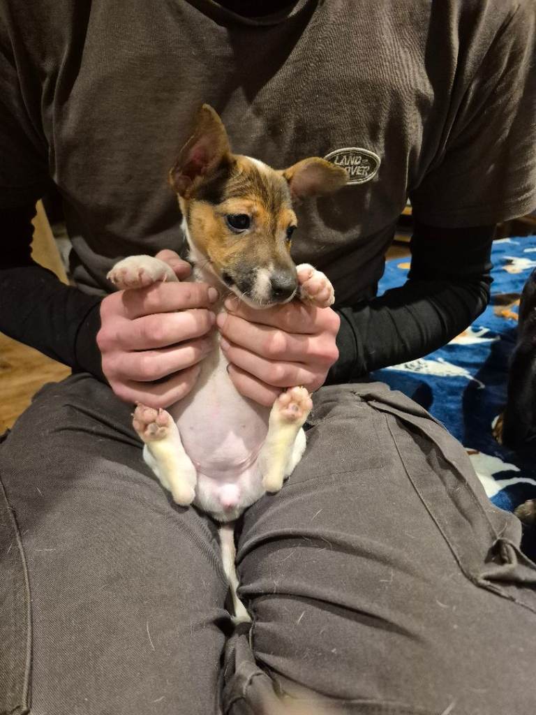 1 female jack russell pup left!