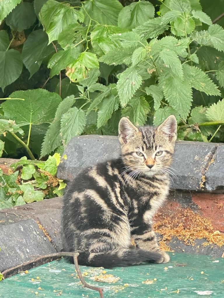 Adorable tabby male kitten ready for a loving home £45 only!
