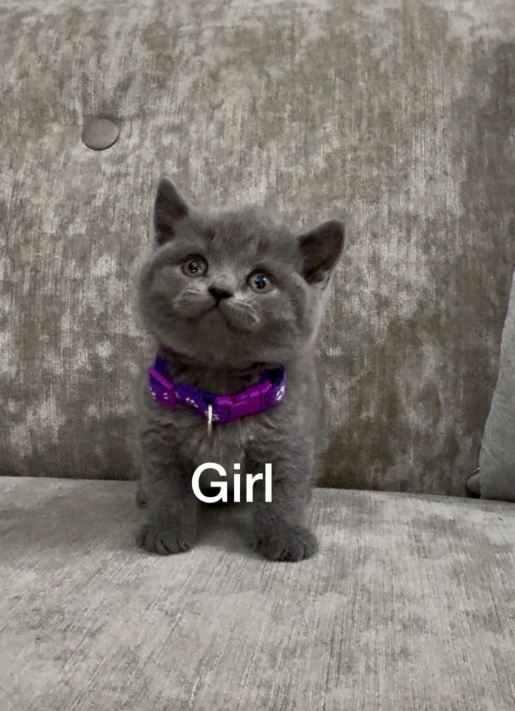 💕British short hair kittens💕
