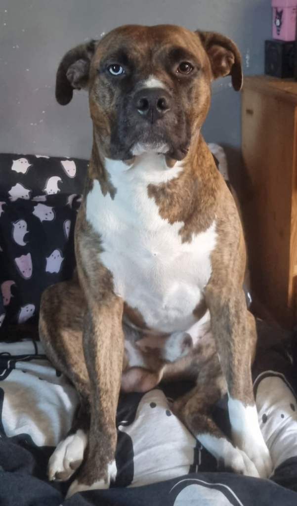 Scoobydoo needs a new home