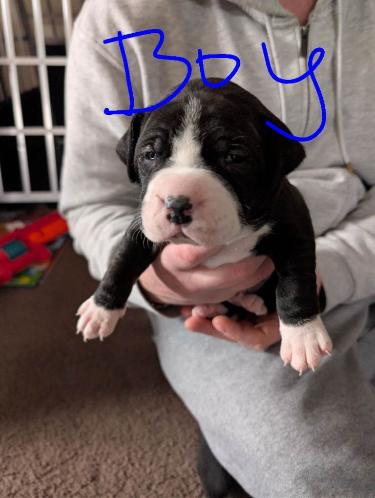 American bulldog x Staffy