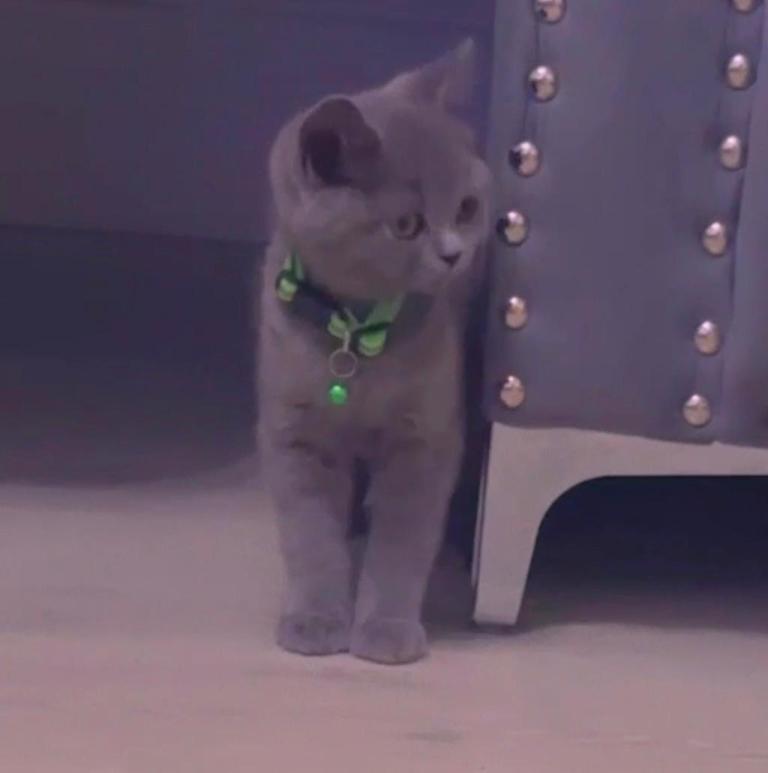 British shorthair 