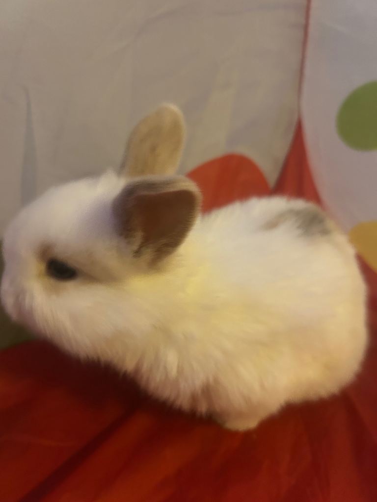 3 Mini lion lop bunnies 