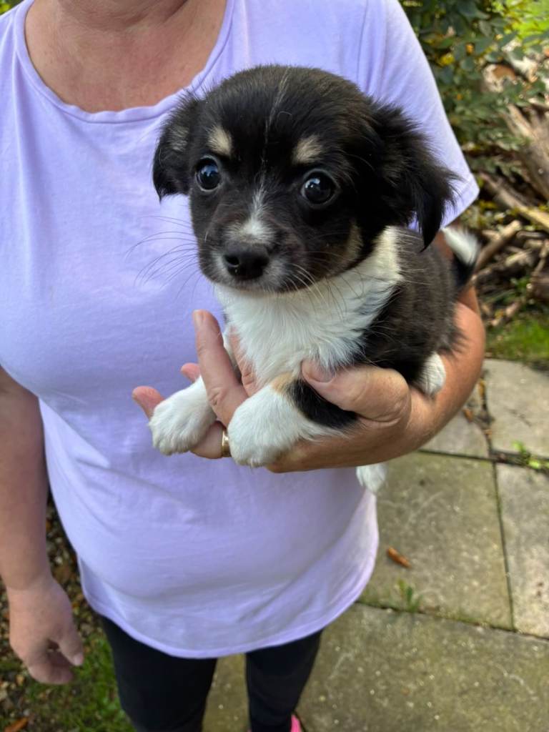 Chihuahua x Jack Russell puppies