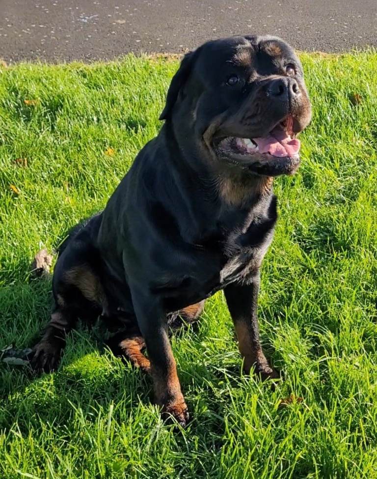 Beautiful female rottweiler 2.5 years old..