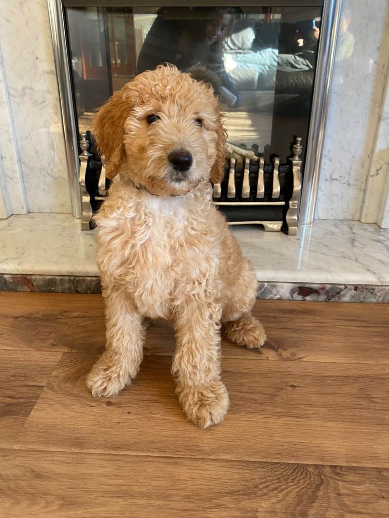 READY NOW! LAST ONE Teddy Bear F2b Goldendoodle Boy puppy 