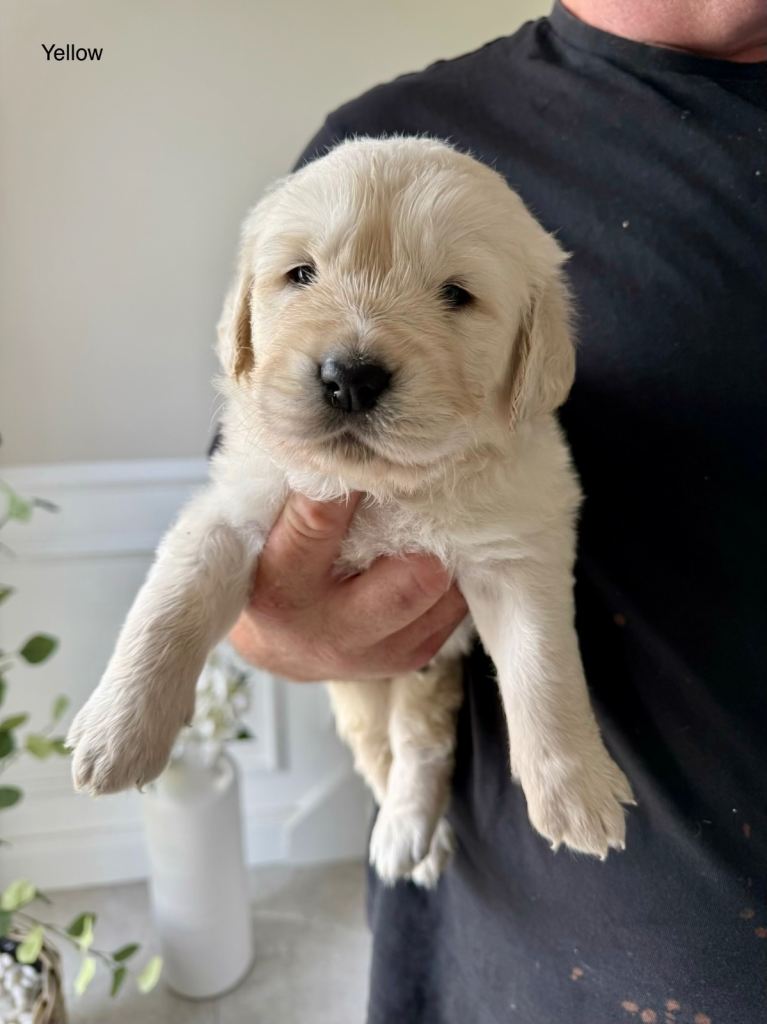 Golden Retriever Puppies