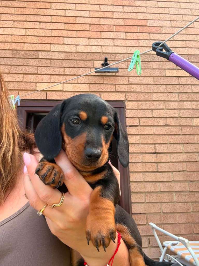 Miniature dachshund 