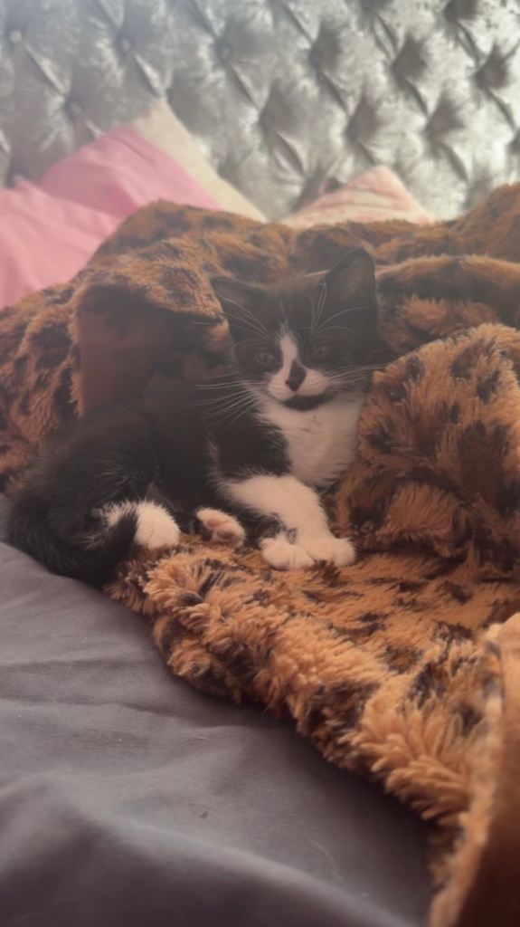 2 beautiful kittens looking for their forever homes 